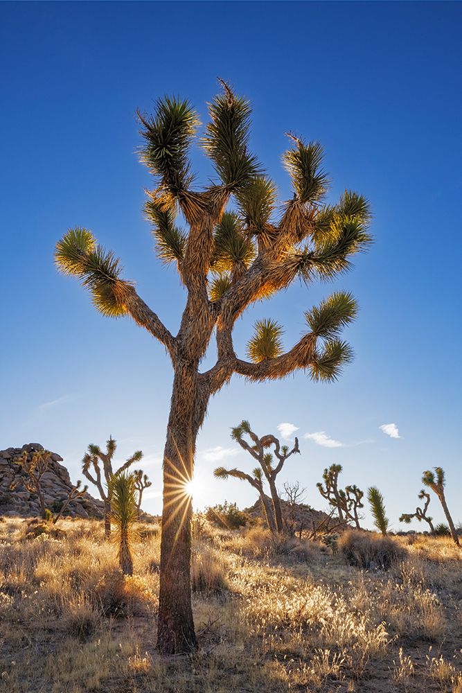 Sunstar around Joshua Tree near sunset in Joshua Tree National Park, California, USA art print by Chuck Haney for $57.95 CAD