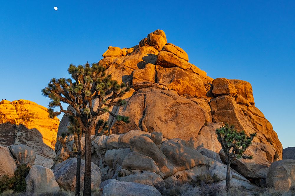 Granite boulders and Joshua trees in Joshua Tree National Park, California, USA art print by Chuck Haney for $57.95 CAD