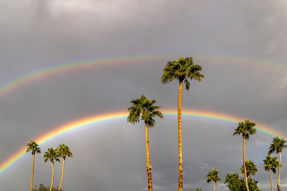 Rainbows over palm trees in Palm Springs, California, USA art print by Chuck Haney for $57.95 CAD