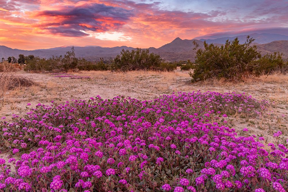 Sand verbena wildflowers with San Jacinto Mountains at sunrise in Palm Springs, California, USA art print by Chuck Haney for $57.95 CAD