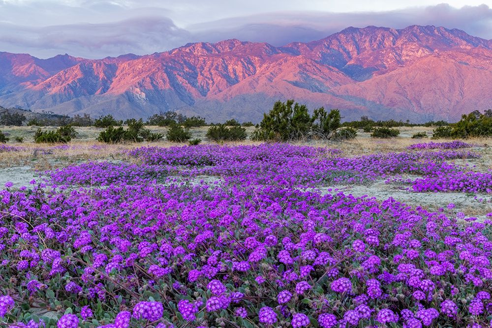 Sand verbena wildflowers with San Jacinto Mountains at sunrise in Palm Springs, California, USA art print by Chuck Haney for $57.95 CAD