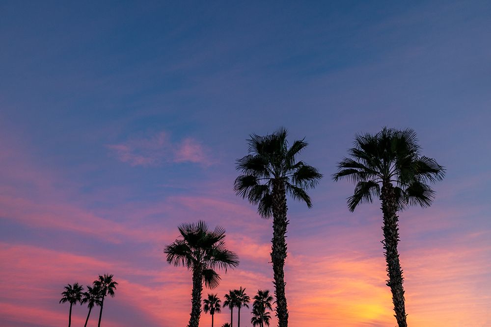 Palm trees silhouetted by brilliant sunset clouds in Palm Springs, California, USA art print by Chuck Haney for $57.95 CAD