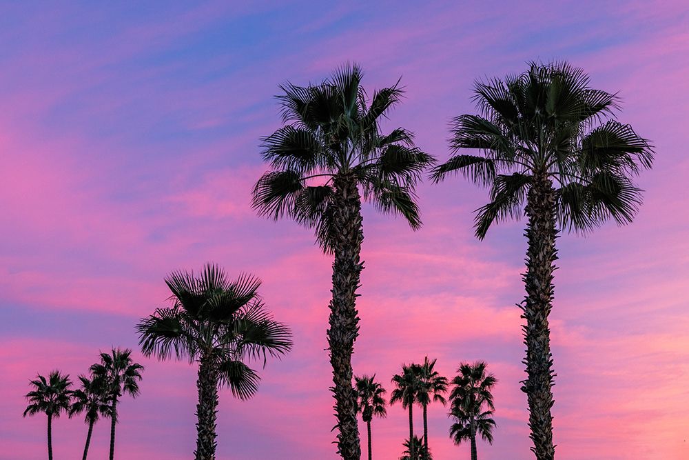 Palm trees silhouetted by brilliant sunset clouds in Palm Springs, California, USA art print by Chuck Haney for $57.95 CAD