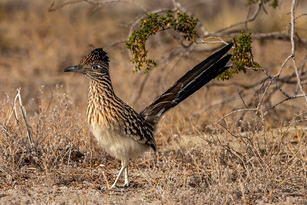 Roadrunner in Palm Springs, California, USA art print by Chuck Haney for $57.95 CAD