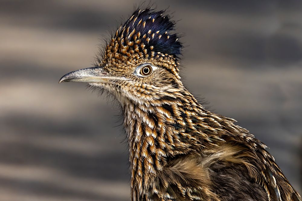 Roadrunner in Palm Springs, California, USA art print by Chuck Haney for $57.95 CAD