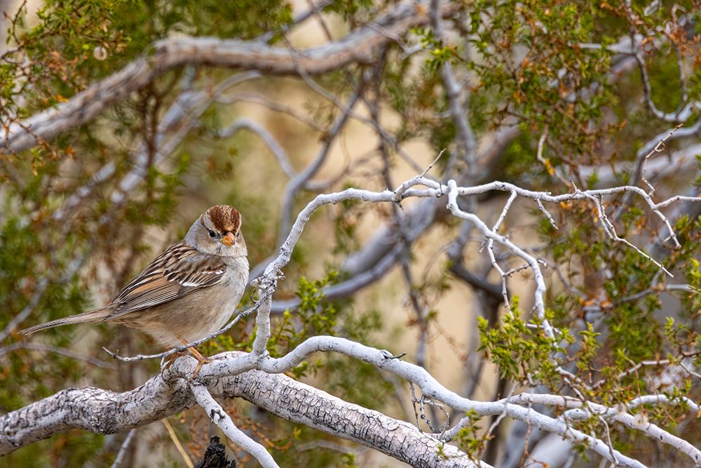 White crowned sparrows in Palm Springs, California, USA art print by Chuck Haney for $57.95 CAD