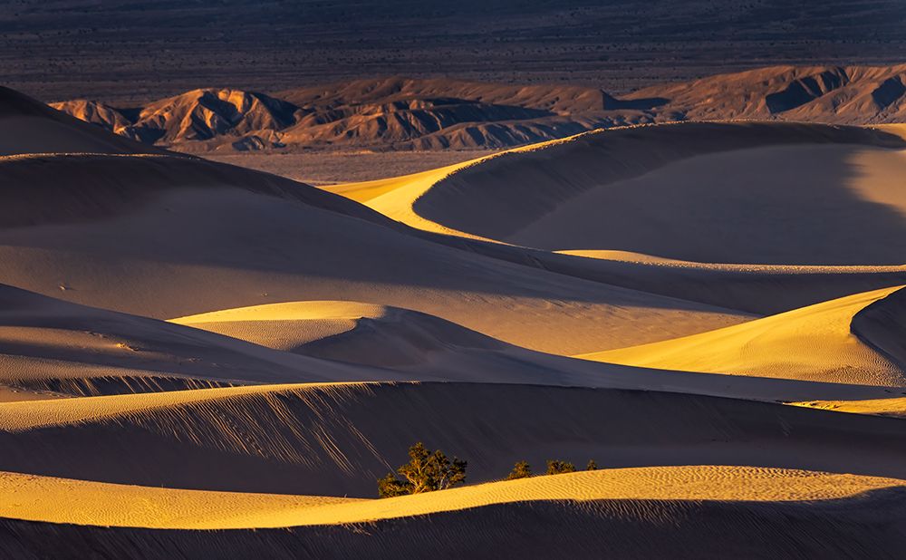 Dramatic sunset light on the Mesquite Sand Dunes in Death Valley National Park, California, USA. art print by Chuck Haney for $57.95 CAD