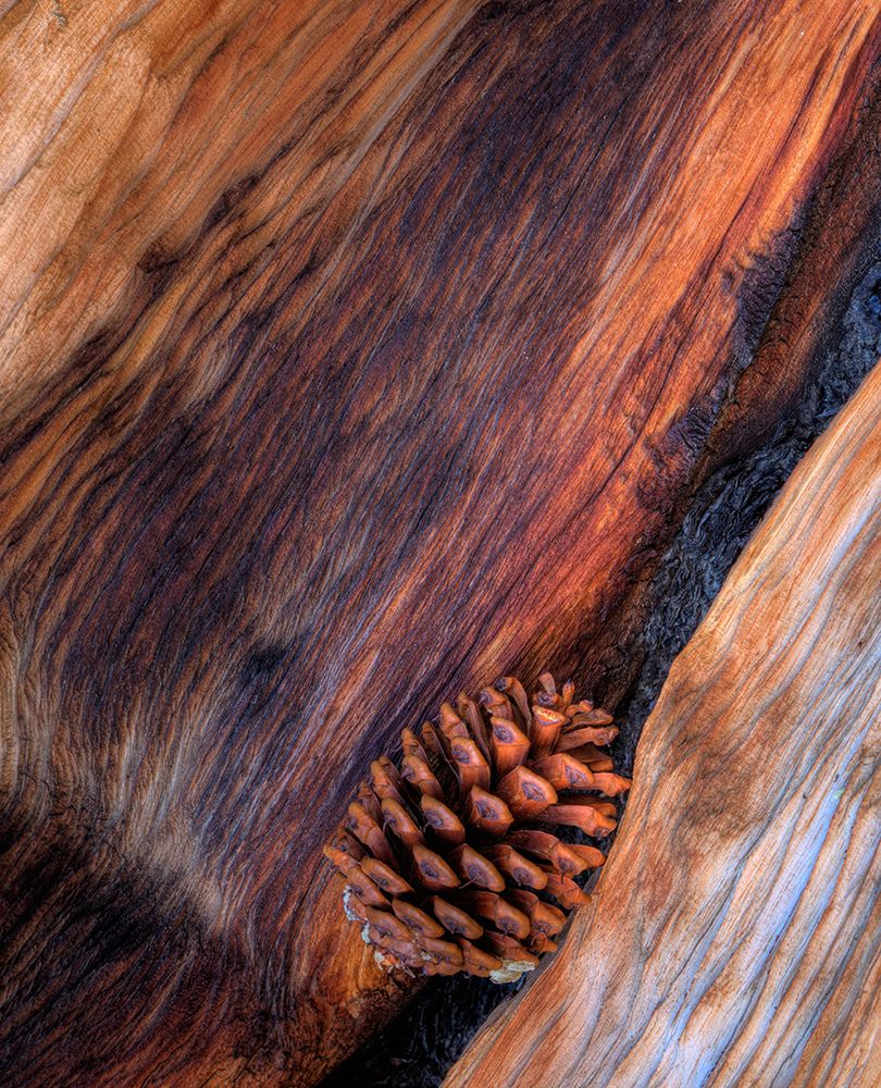USA- California. White Mountains Bristle Cone Pine and Pine Cone. art print by Darrell Gulin for $57.95 CAD