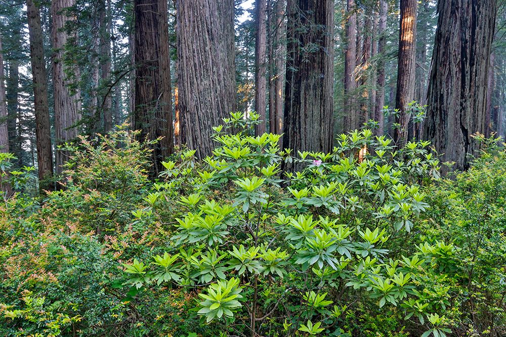 USA, California. Del Norte Redwoods State Park springtime with redwoods and rhododendrons art print by Darrell Gulin for $57.95 CAD