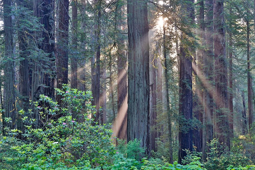 California. Del Norte Redwoods SP. Spring with sunbeams coming through redwoods and rhododendrons art print by Darrell Gulin for $57.95 CAD
