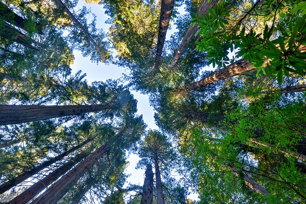 USA, California. Del Norte Redwoods State Park springtime looking up into Redwoods art print by Darrell Gulin for $57.95 CAD