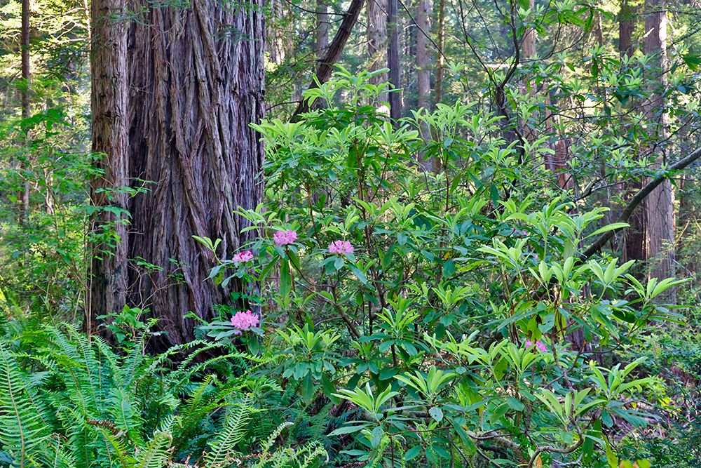 USA, California. Del Norte Redwoods State Park springtime with redwoods and rhododendrons art print by Darrell Gulin for $57.95 CAD