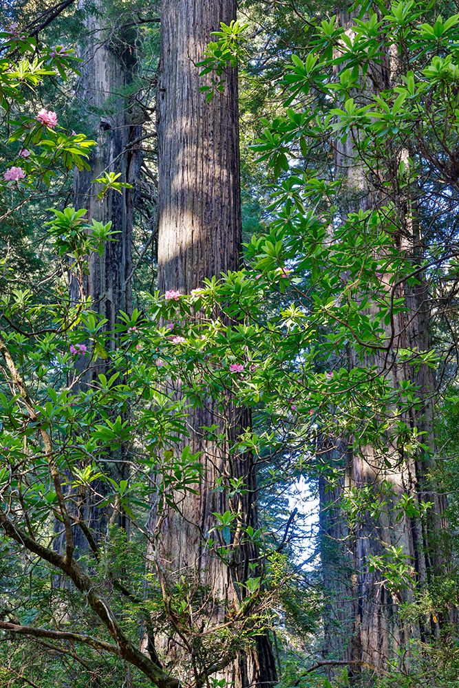 USA, California. Del Norte Redwoods State Park springtime with redwoods and rhododendrons art print by Darrell Gulin for $57.95 CAD