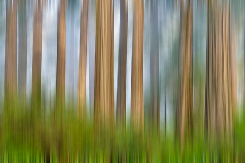 California. Del Norte Redwoods State Park springtime with motion blur redwoods and rhododendrons art print by Darrell Gulin for $57.95 CAD