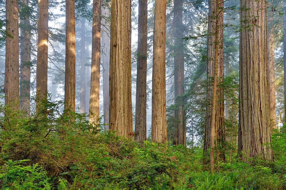 USA, California. Del Norte Redwoods State Park springtime with redwoods and rhododendrons art print by Darrell Gulin for $57.95 CAD