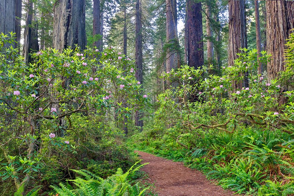 USA, California. Del Norte Redwoods State Park springtime with redwoods and rhododendrons art print by Darrell Gulin for $57.95 CAD
