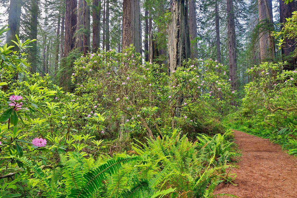 USA, California. Del Norte Redwoods State Park springtime with redwoods and rhododendrons art print by Darrell Gulin for $57.95 CAD