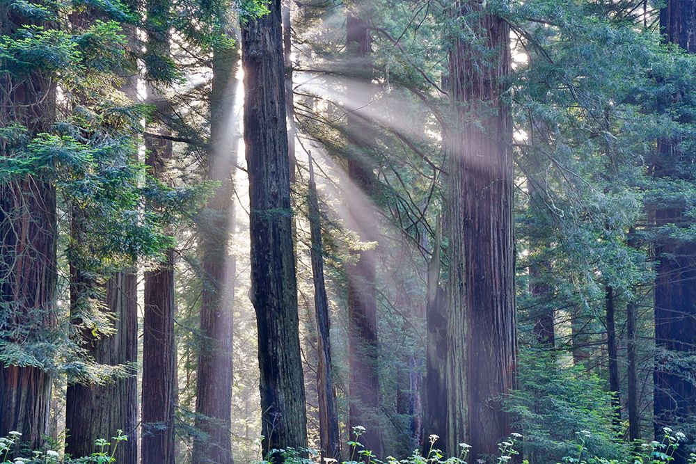 California. Del Norte Redwoods SP. Spring with sunbeams coming through redwoods and rhododendrons art print by Darrell Gulin for $57.95 CAD