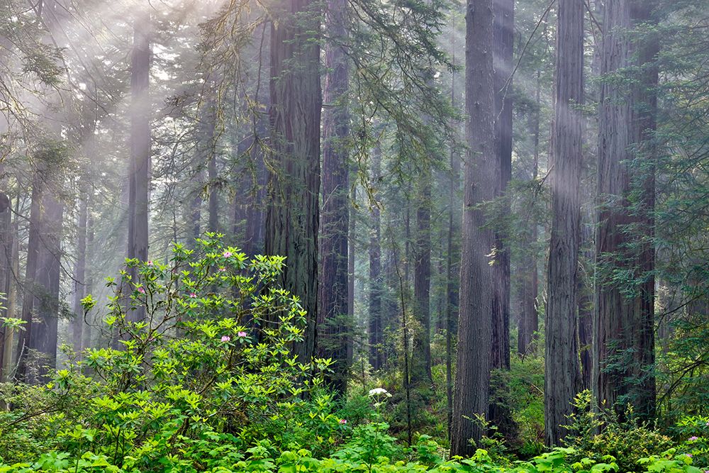 California. Del Norte Redwoods SP. Spring with sunbeams coming through redwoods and rhododendrons art print by Darrell Gulin for $57.95 CAD