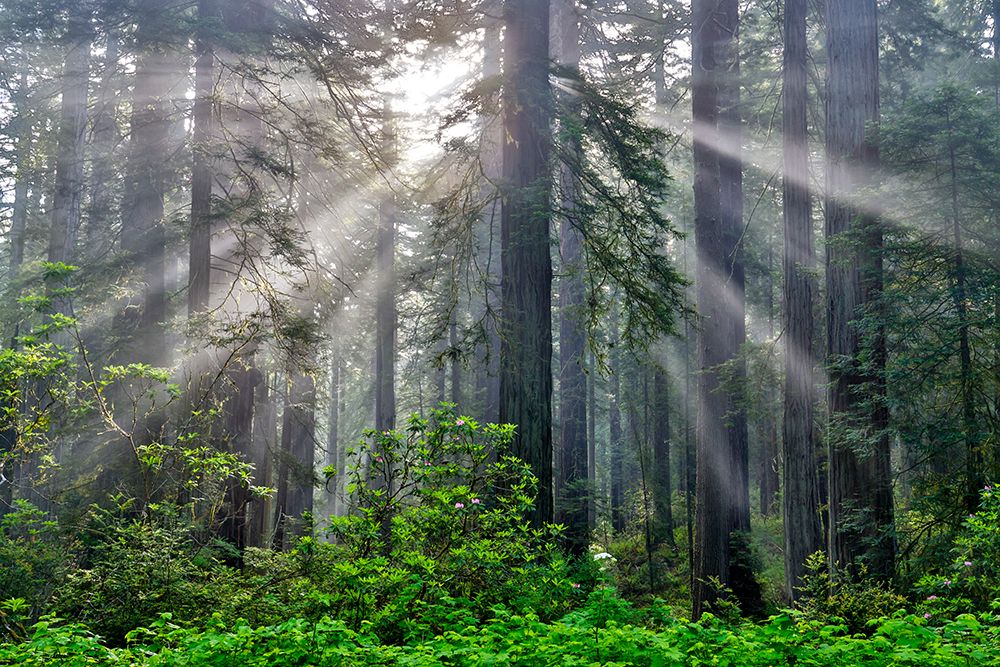 California. Del Norte Redwoods SP. Spring with sunbeams coming through redwoods and rhododendrons art print by Darrell Gulin for $57.95 CAD