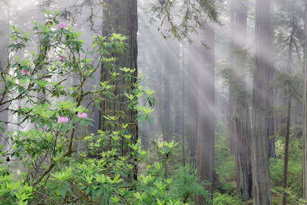 California. Del Norte Redwoods SP. Spring with sunbeams coming through redwoods and rhododendrons art print by Darrell Gulin for $57.95 CAD