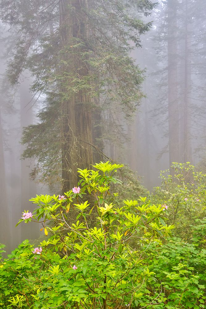 USA, California. Del Norte Redwoods State Park springtime with redwoods and rhododendrons art print by Darrell Gulin for $57.95 CAD