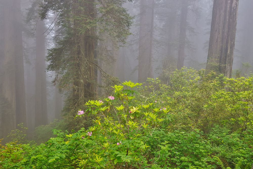 USA, California. Del Norte Redwoods State Park springtime with redwoods and rhododendrons art print by Darrell Gulin for $57.95 CAD