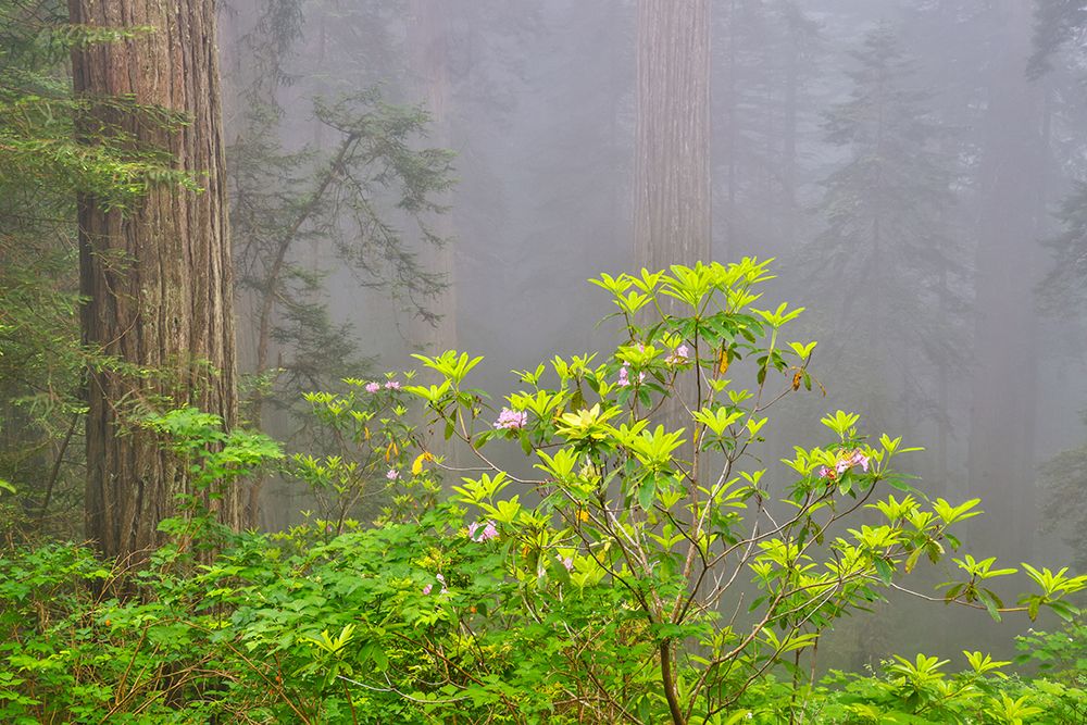 USA, California. Del Norte Redwoods State Park springtime with redwoods and rhododendrons art print by Darrell Gulin for $57.95 CAD
