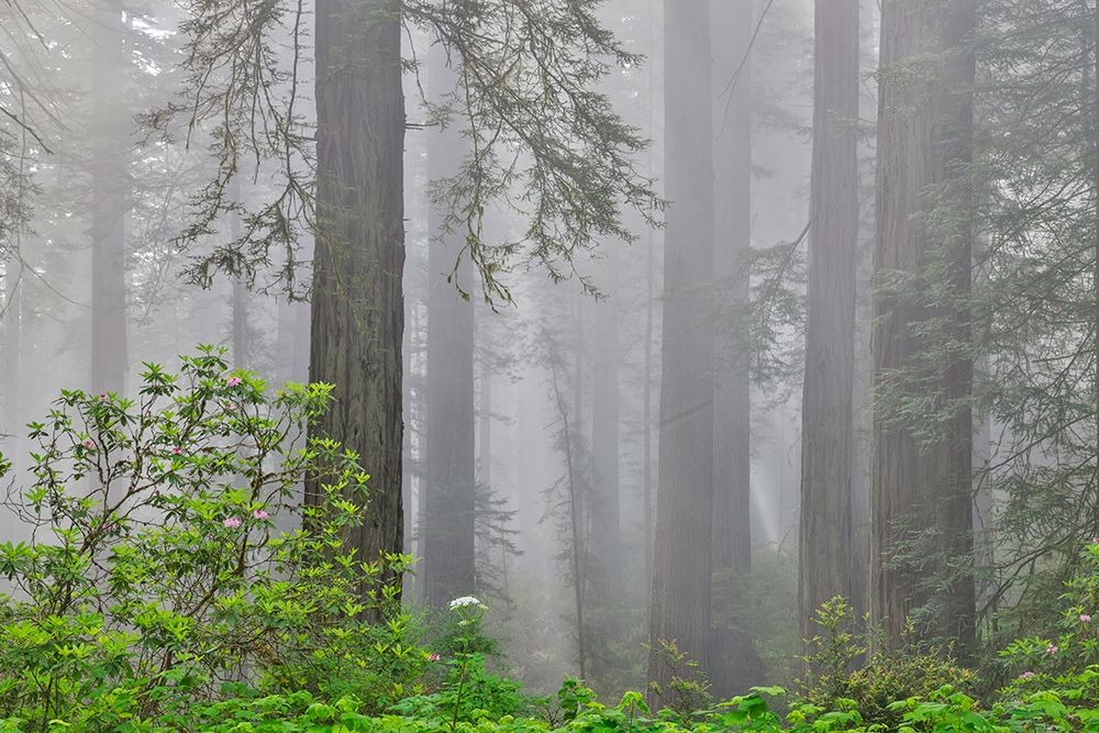 USA, California. Del Norte Redwoods State Park springtime with redwoods and rhododendrons art print by Darrell Gulin for $57.95 CAD