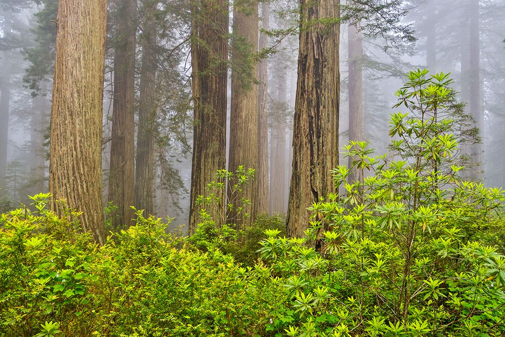 USA, California. Del Norte Redwoods State Park springtime with redwoods and rhododendrons art print by Darrell Gulin for $57.95 CAD