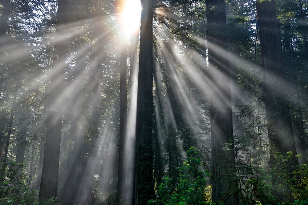 USA, California. Del Norte Redwoods State Park springtime with redwoods and rhododendrons art print by Darrell Gulin for $57.95 CAD