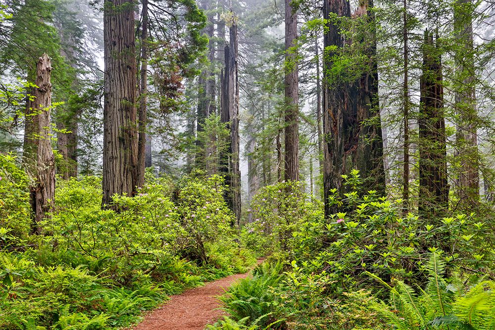 USA, California. Del Norte Redwoods State Park springtime with redwoods and rhododendrons art print by Darrell Gulin for $57.95 CAD