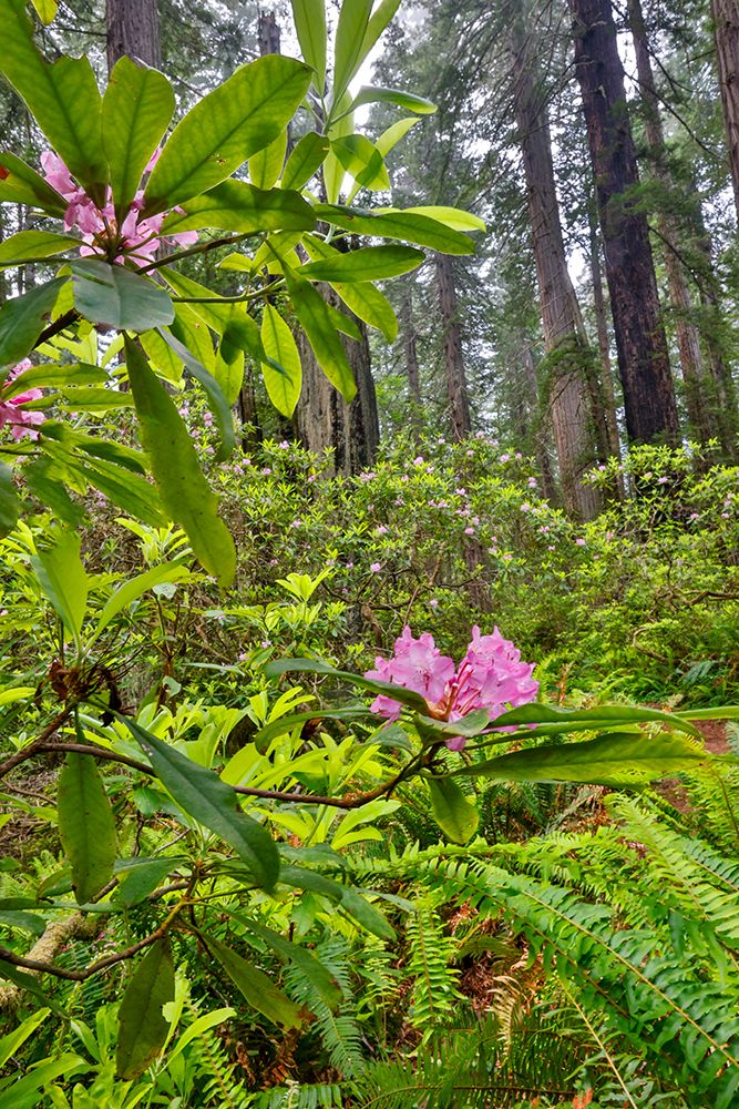 USA, California. Del Norte Redwoods State Park springtime with redwoods and rhododendrons art print by Darrell Gulin for $57.95 CAD