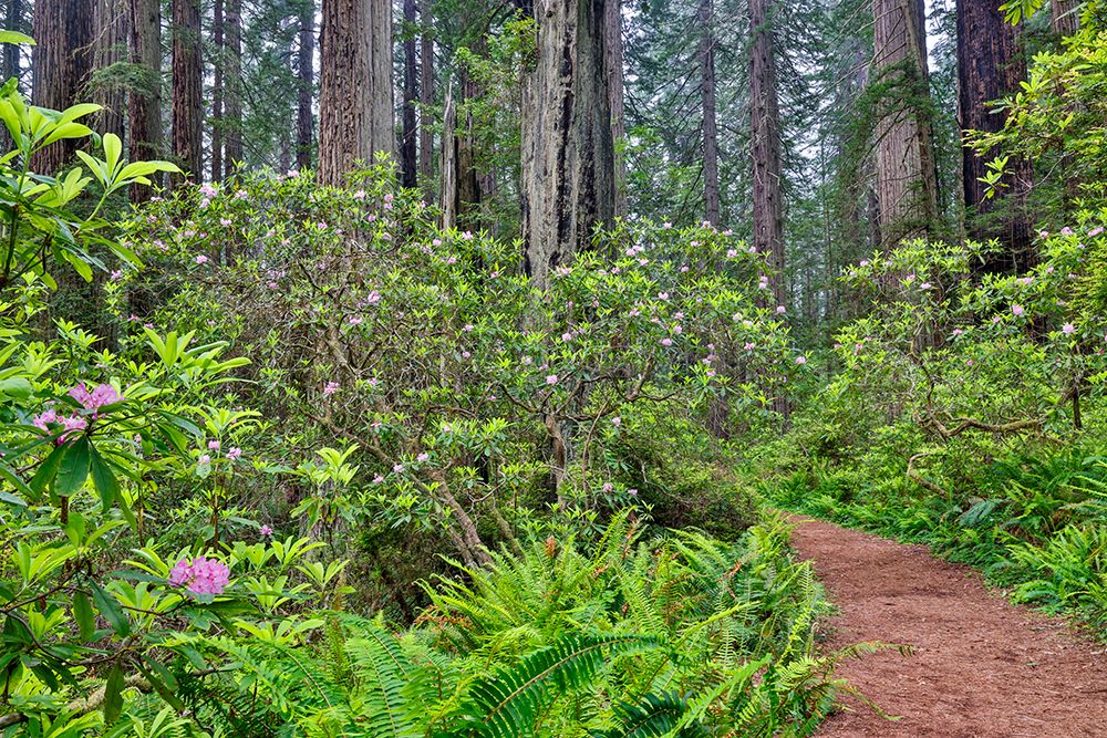 USA, California. Del Norte Redwoods State Park springtime with redwoods and rhododendrons art print by Darrell Gulin for $57.95 CAD