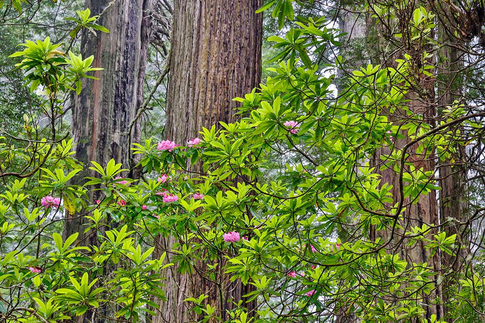 USA, California. Del Norte Redwoods State Park springtime with redwoods and rhododendrons art print by Darrell Gulin for $57.95 CAD