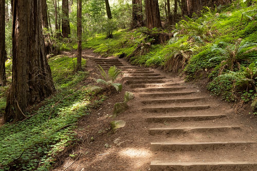 Muir Woods art print by George and Marilu Theodore for $57.95 CAD