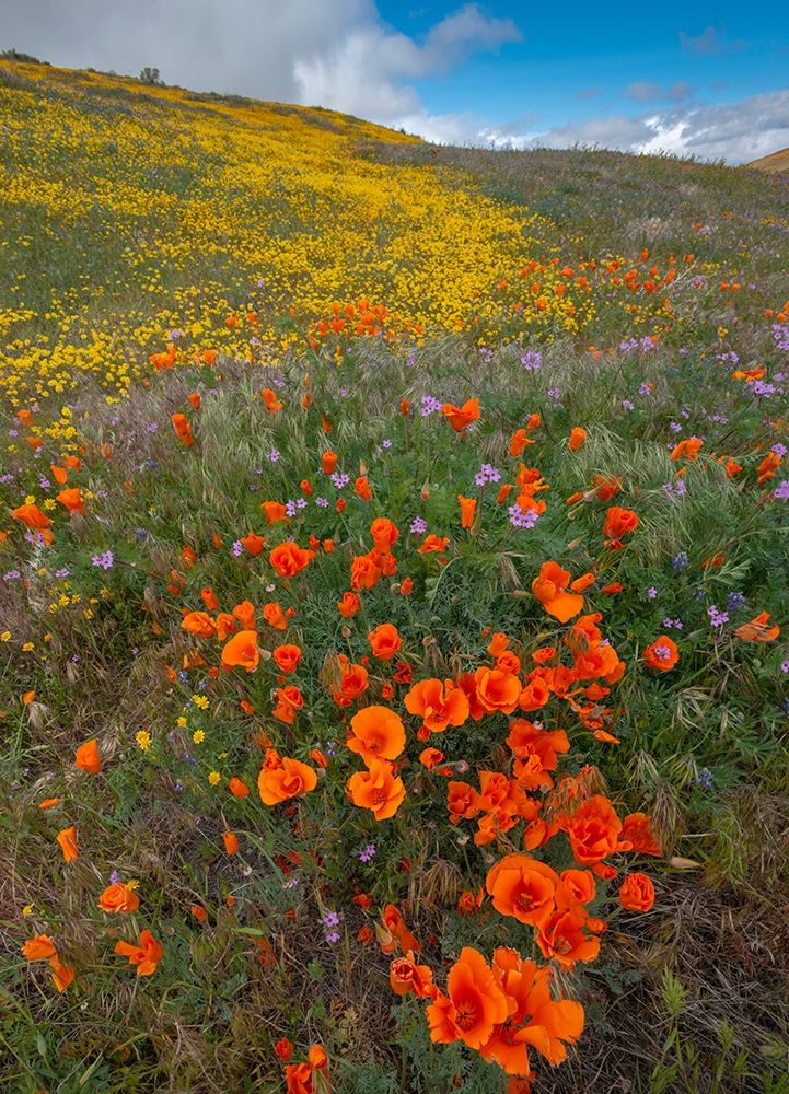 Orange Poppies-Goldfields and Filaree are protected from Wind near Lancaster and Antelope Valley art print by Howie Garber for $57.95 CAD