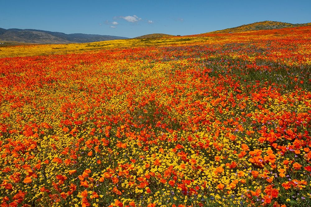 Hillside filled with Goldfields and California poppies near Lancaster and Antelope Valley art print by Howie Garber for $57.95 CAD