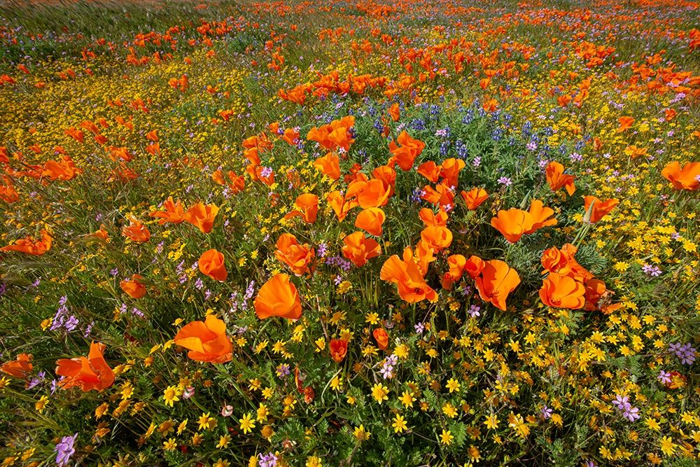 California-superbloom hillside near Lancaster-Yellow Goldfields-blue and purple filaree and Lupine art print by Howie Garber for $57.95 CAD