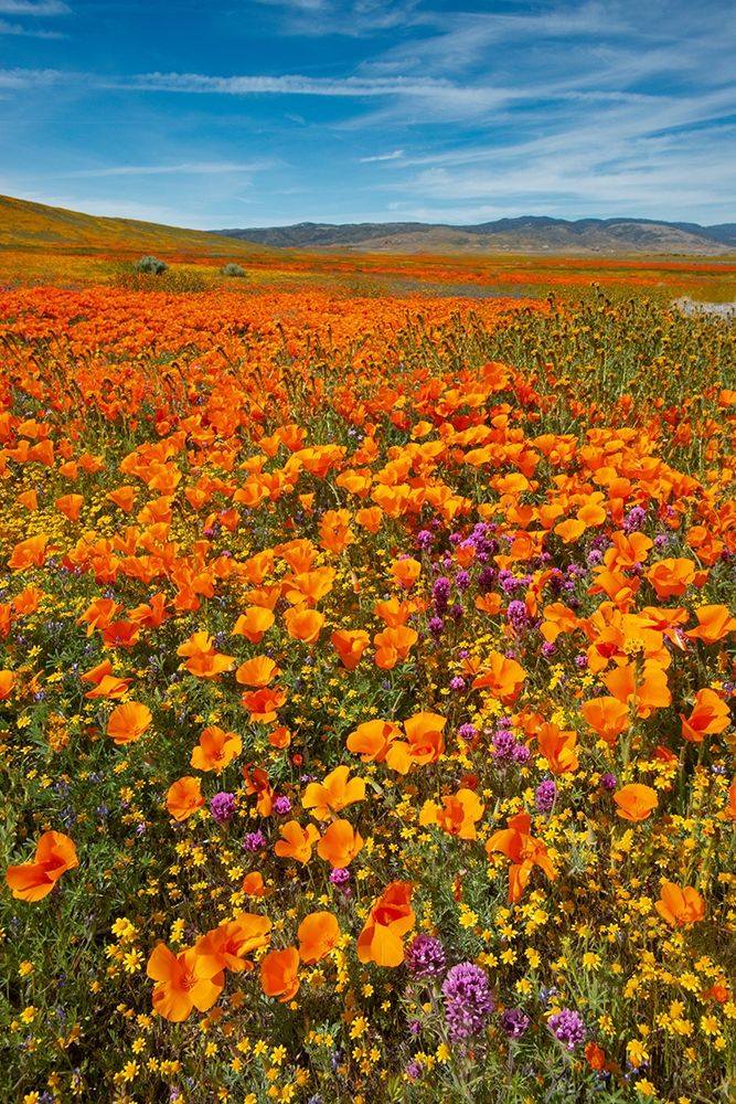 California-Owls Clover-Goldfields and California poppies on hillside near Lancaster-California art print by Howie Garber for $57.95 CAD