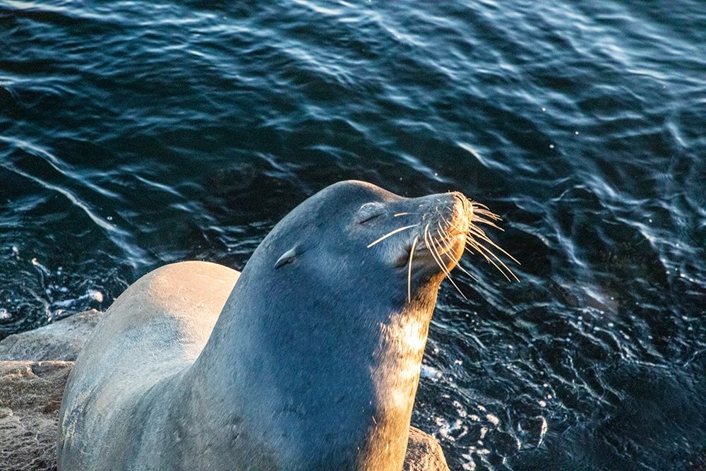 California-Monterey-Beachwater Cove Beach and Marina-Harbor Seal Sunning art print by Hollice Looney for $57.95 CAD