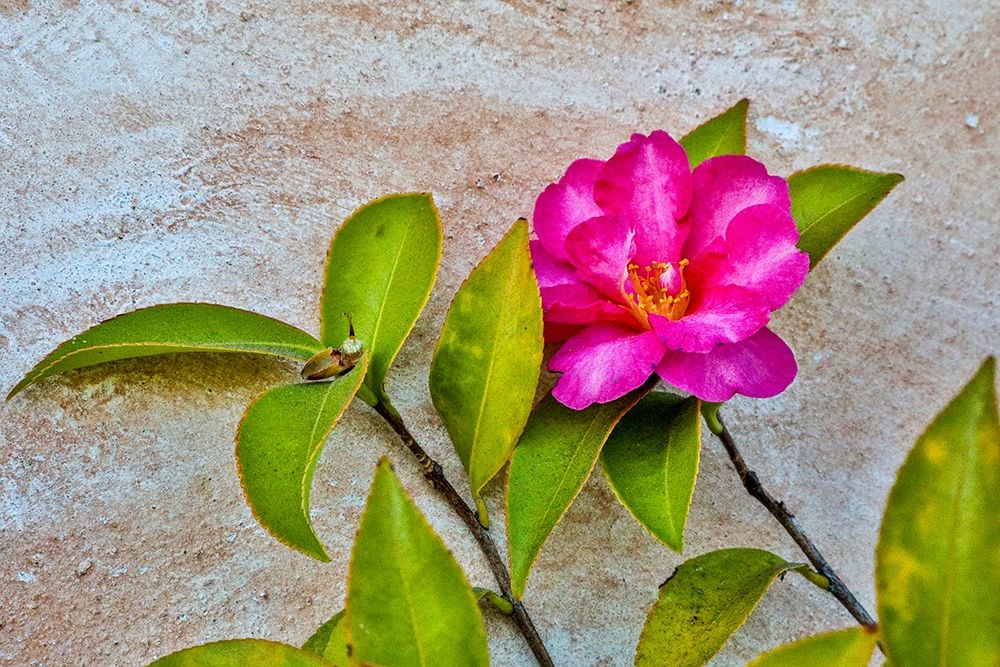 California-Carmel-Basilica of San Carlos Borromeo del Rio Carmelo-Flower art print by Hollice Looney for $57.95 CAD