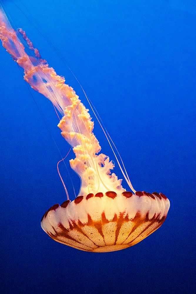 California-Monterey-Monterey Bay Aquarium-Jellyfish swimming art print by Hollice Looney for $57.95 CAD