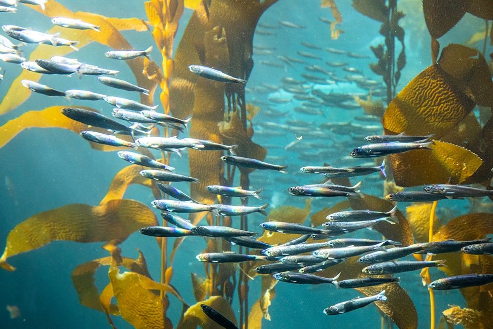 California-Monterey-Monterey Bay Aquarium-School of Pacific Sardines swimming among kelp art print by Hollice Looney for $57.95 CAD