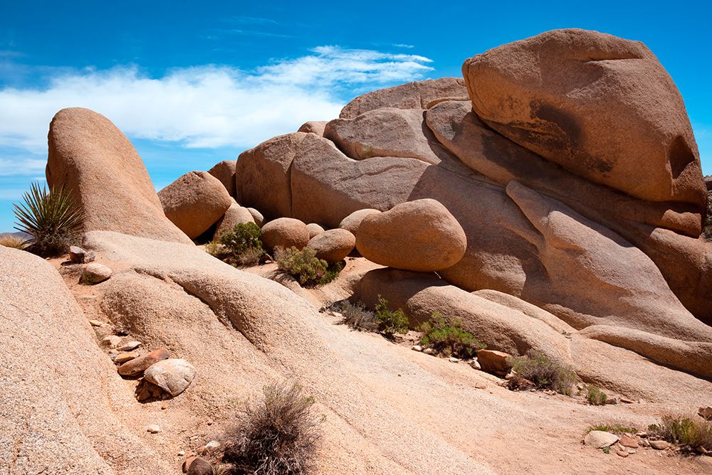 USA-California Joshua Tree National Park art print by Janell Davidson for $57.95 CAD
