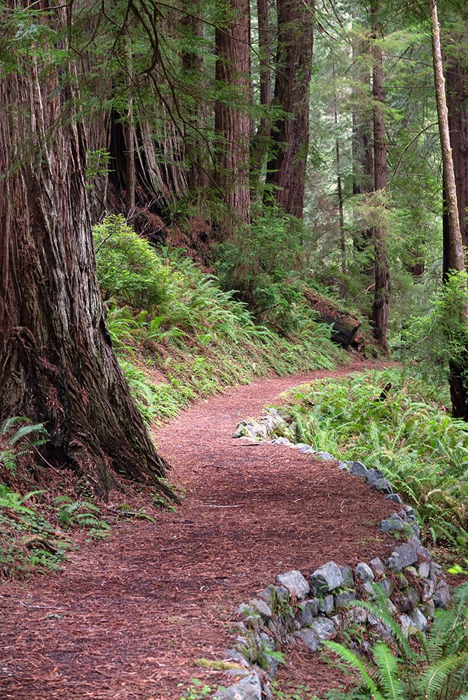 USA-California Path in the Redwood National Forest art print by Janell Davidson for $57.95 CAD