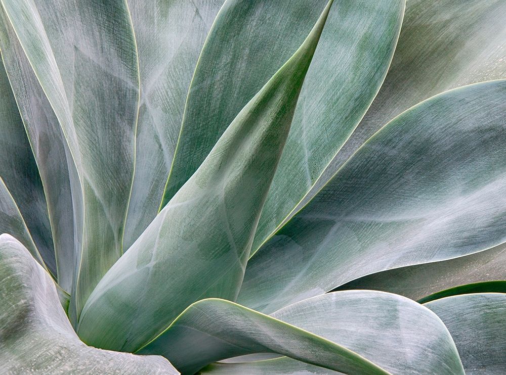 California-San Diego Agave plant (Agavaceae) art print by Julie Eggers for $57.95 CAD