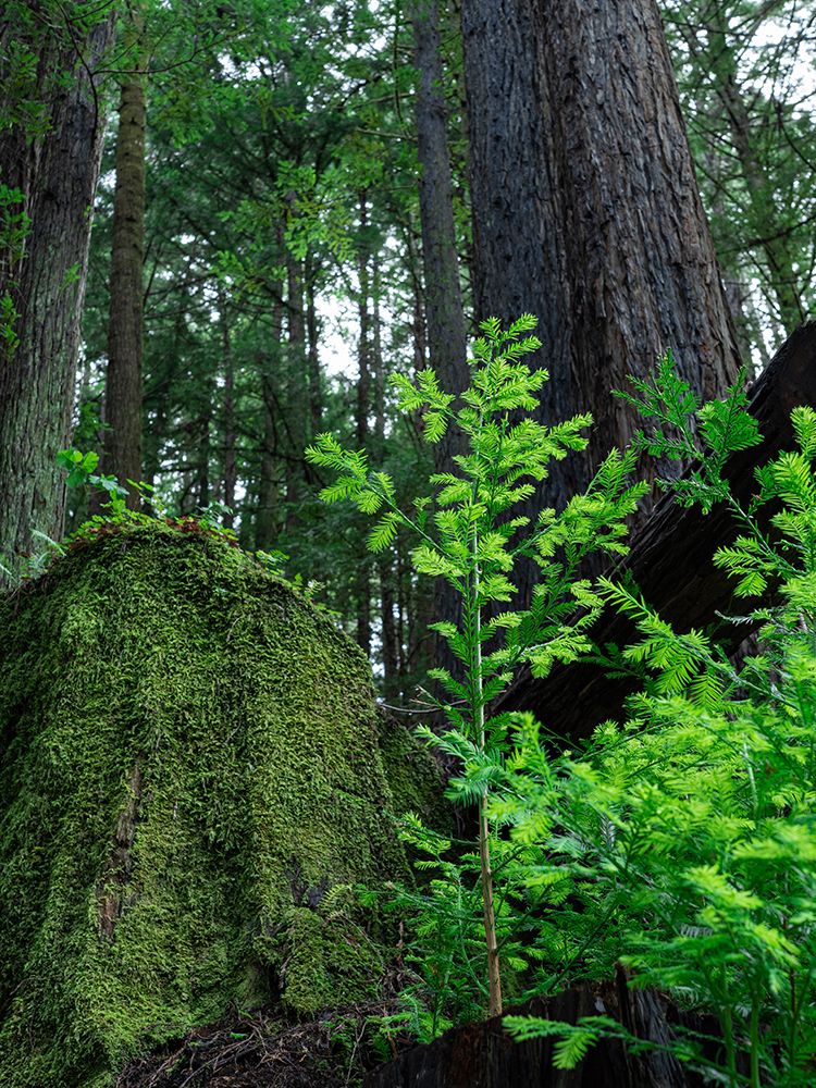 Usa-California. Jedediah Smith Redwoods State Park-tree saplings and moss-covered stump in forest art print by Merrill Images for $57.95 CAD
