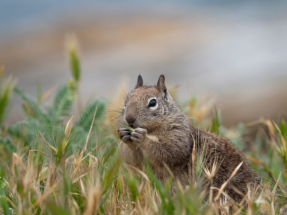 Usa-California. Squirrel in field art print by Merrill Images for $57.95 CAD