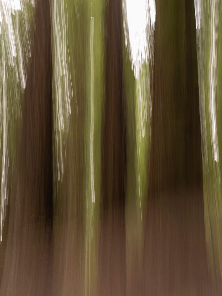 Usa-California. Three redwood tree trunks art print by Merrill Images for $57.95 CAD